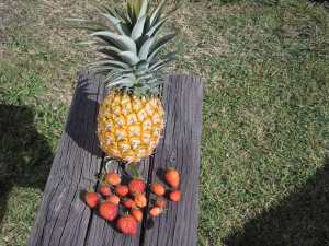 Early spring harvest, my homegrown strawberries and pineapple.