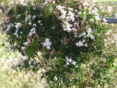 Jasmin in flower