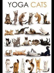yoga cats