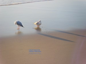 SAM_4327 lokah samastah....