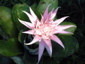 Bromeliad