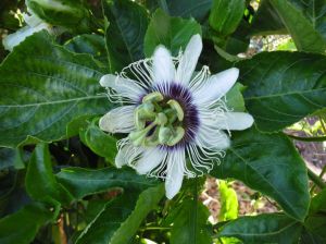 passionfruit flower