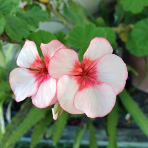 Geranium Flower