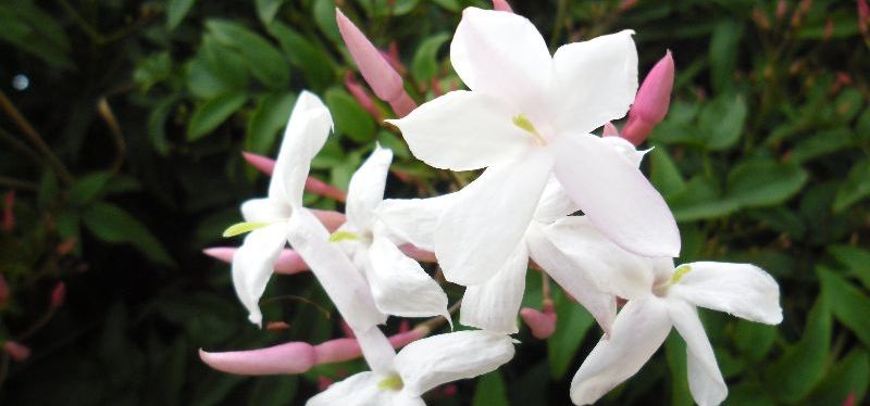 Friday 29 August, Hatha Yoga Class and&nbsp;Satsang