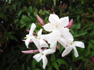 First Jasmin flowers of the Season.