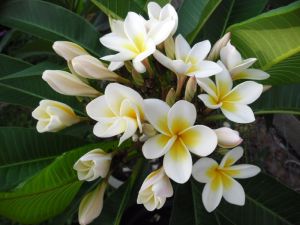 Frangipiani in my Garden