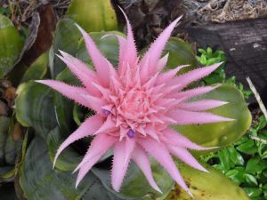 Bromeliad Flower in my garden.