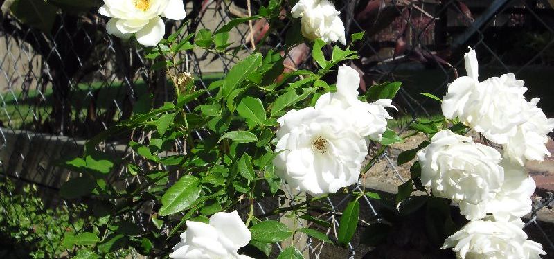 Mama & Baby Yoga&nbsp;Class