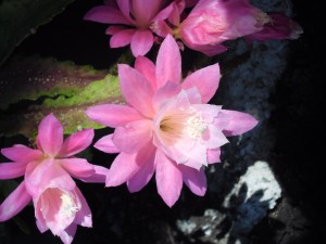 Christmas Cactus