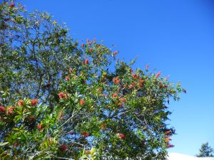 bottle brush tree in flower