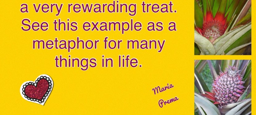 Homegrown pineapples