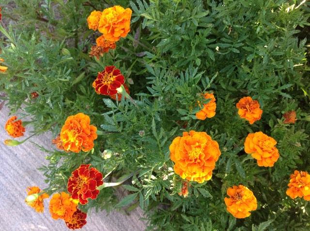 marigold-in-my-garden