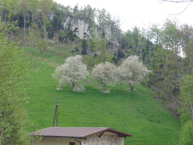 Cherry Trees in bloom May 2016